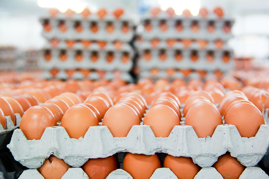 Krasnoyarsk Region_eggs export to Mongolia.jpg