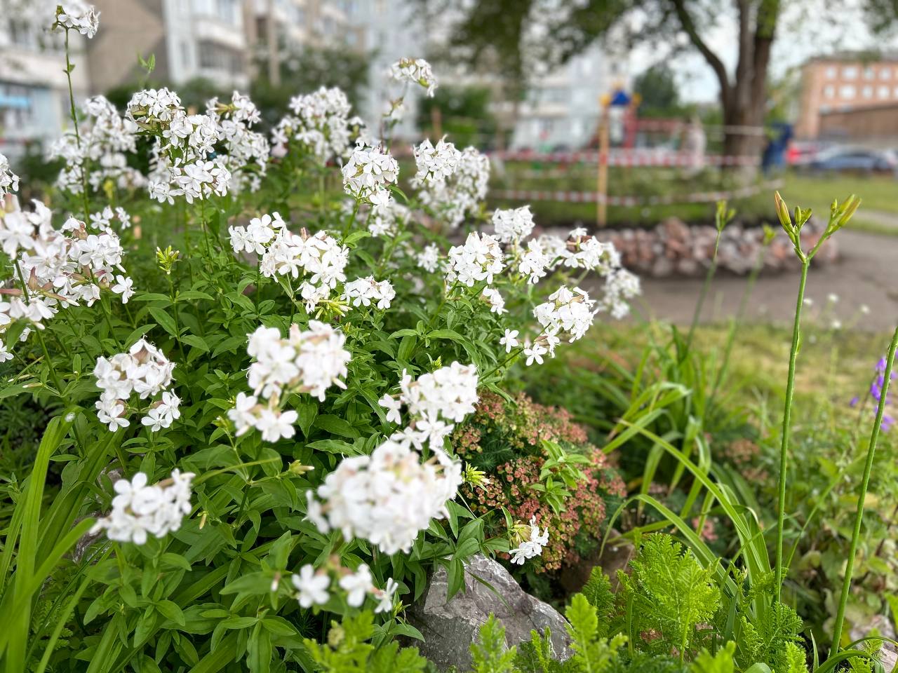 белая клумба.jpg