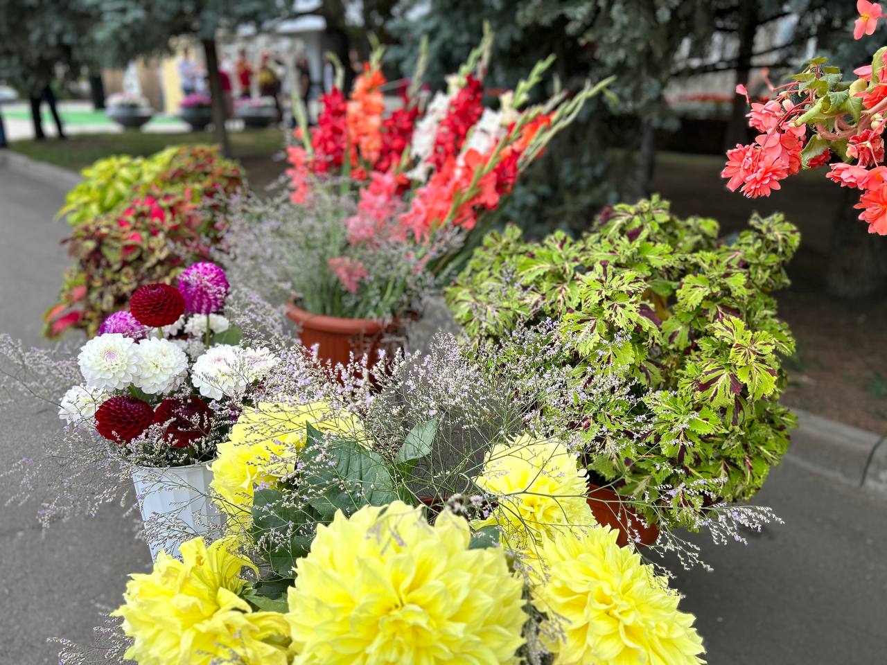 цветы красиво.jpeg