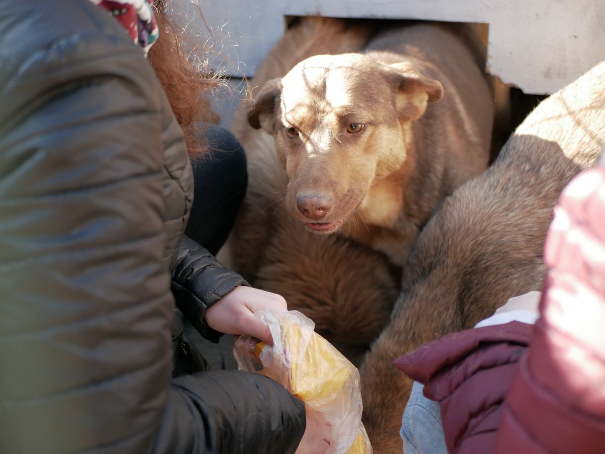 Бездомные животные красноярска. Алькин дом приют красноярск. Щенки в красноярске. Бездомные животные красноярск. Бездомные животные красноярск.
