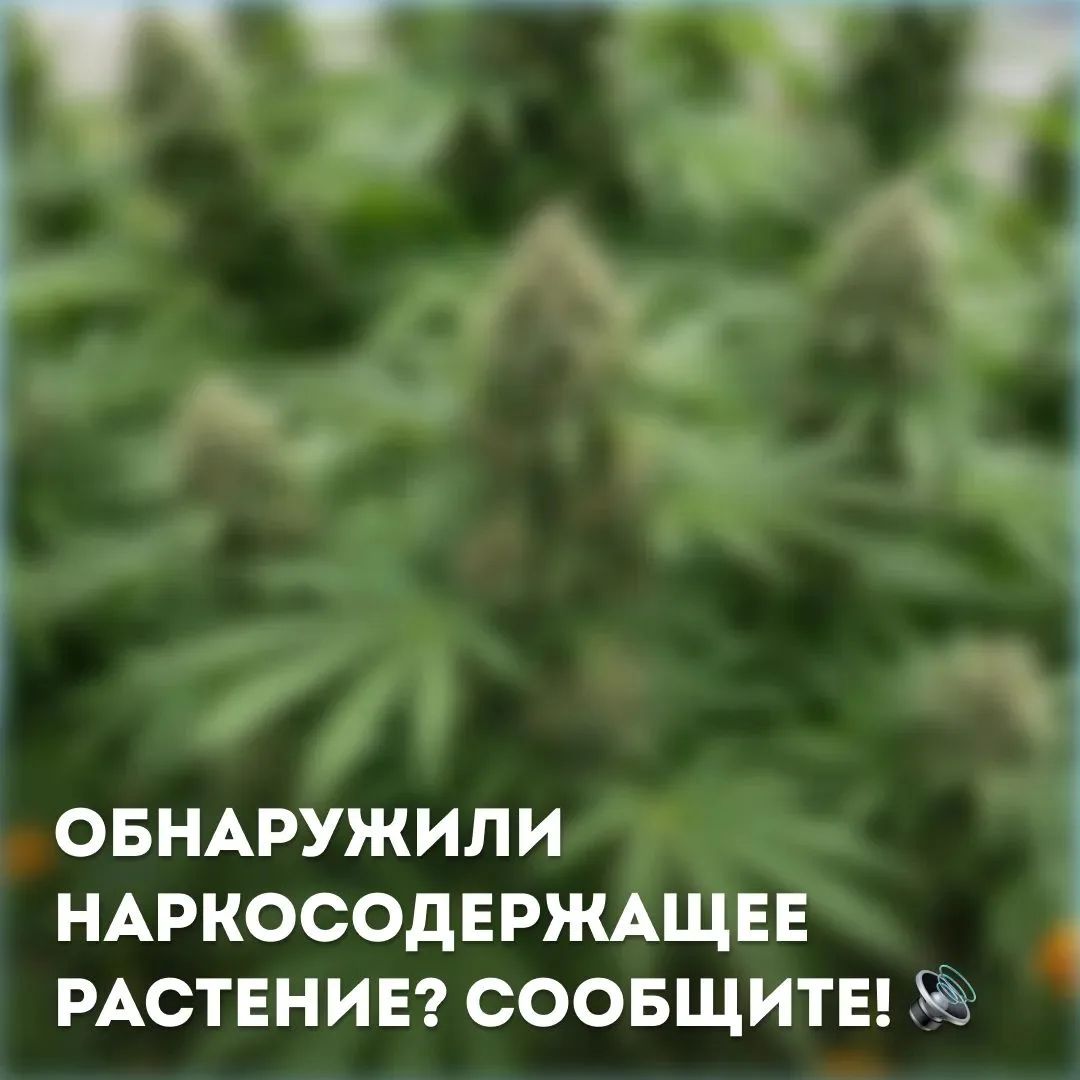 Нарко.jpg