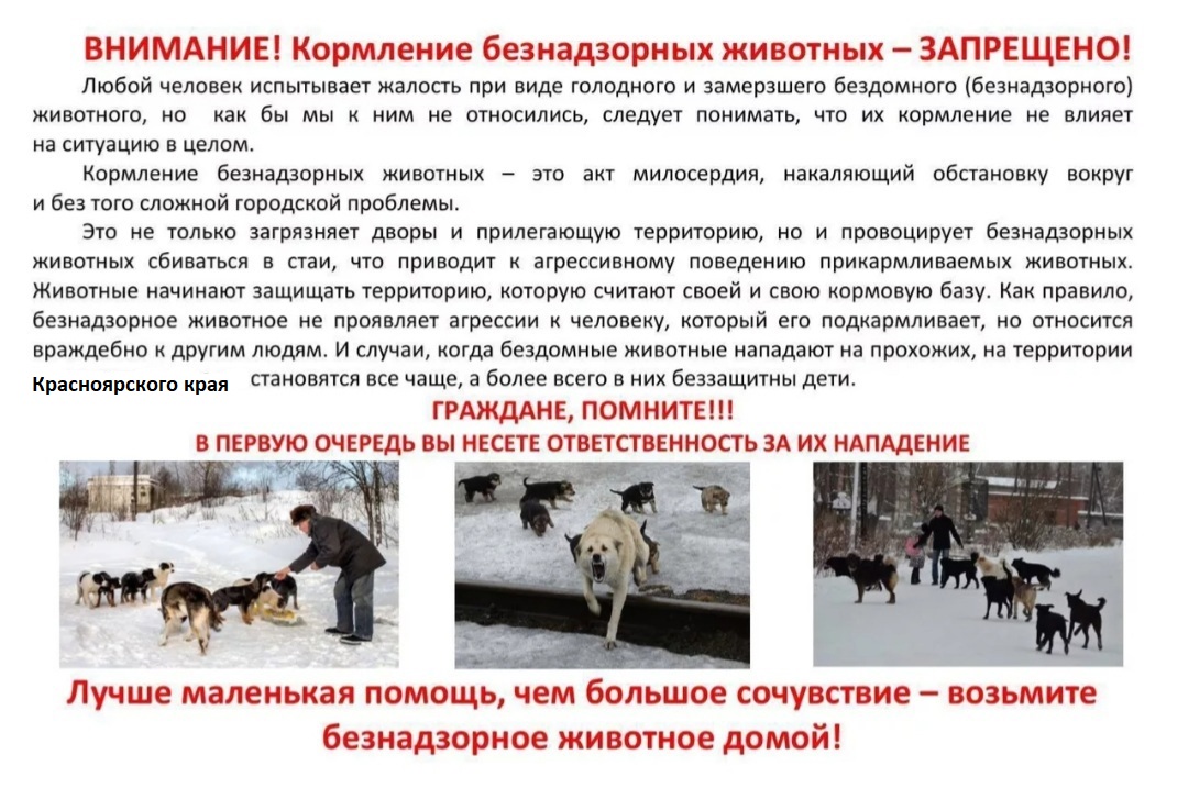 запрет кормление безнадзорного животного.jpg