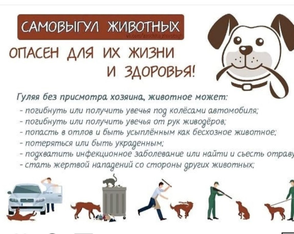 запрет кормление безнадзорного животного.jpg